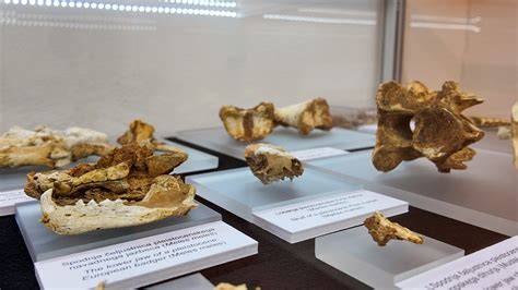 paleolitsko najdišče neandertalcev kosti