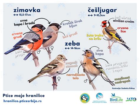 Nezakonite metode lova na ptice