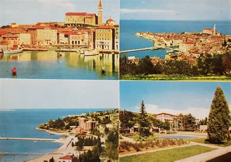 Oljčni nasadi Slovenska Istra
