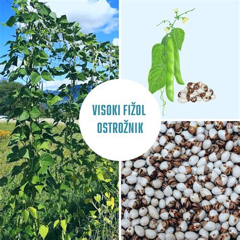 shema opore za visok fižol