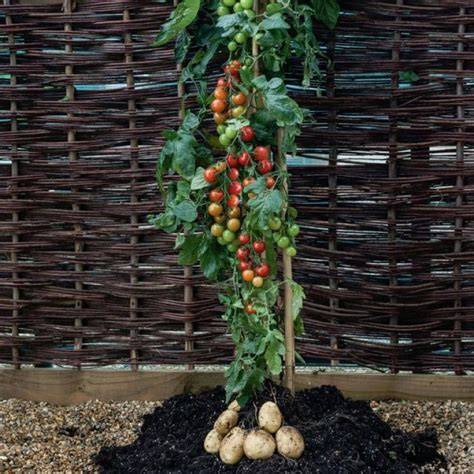 TomTato rastlina paradižnik in krompir