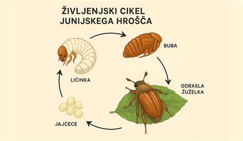Življenjski cikel koloradskega hrošča