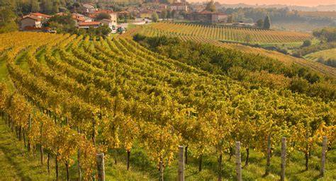 Goriška Brda, oljčni nasadi in vinogradi